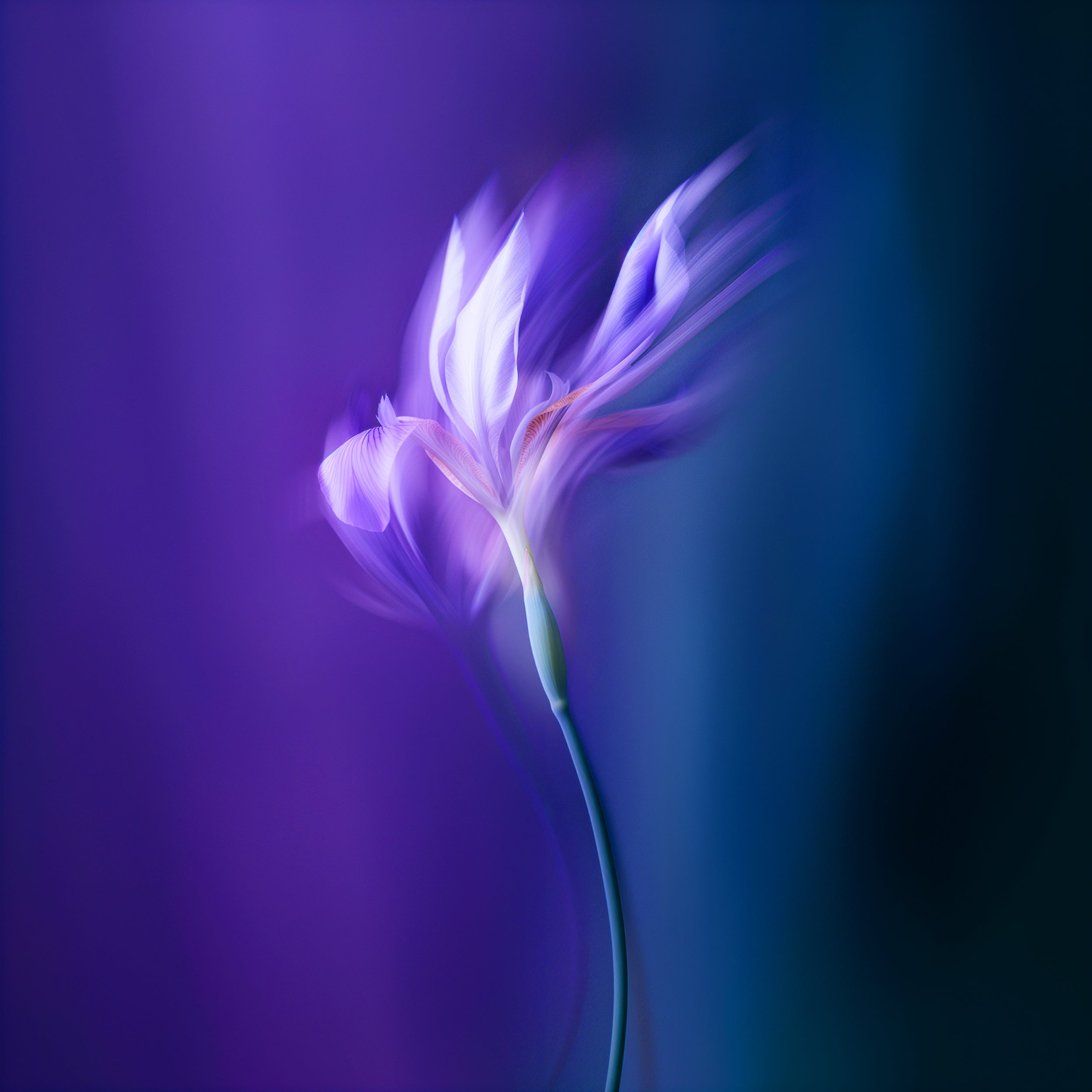 Iris Matière Première