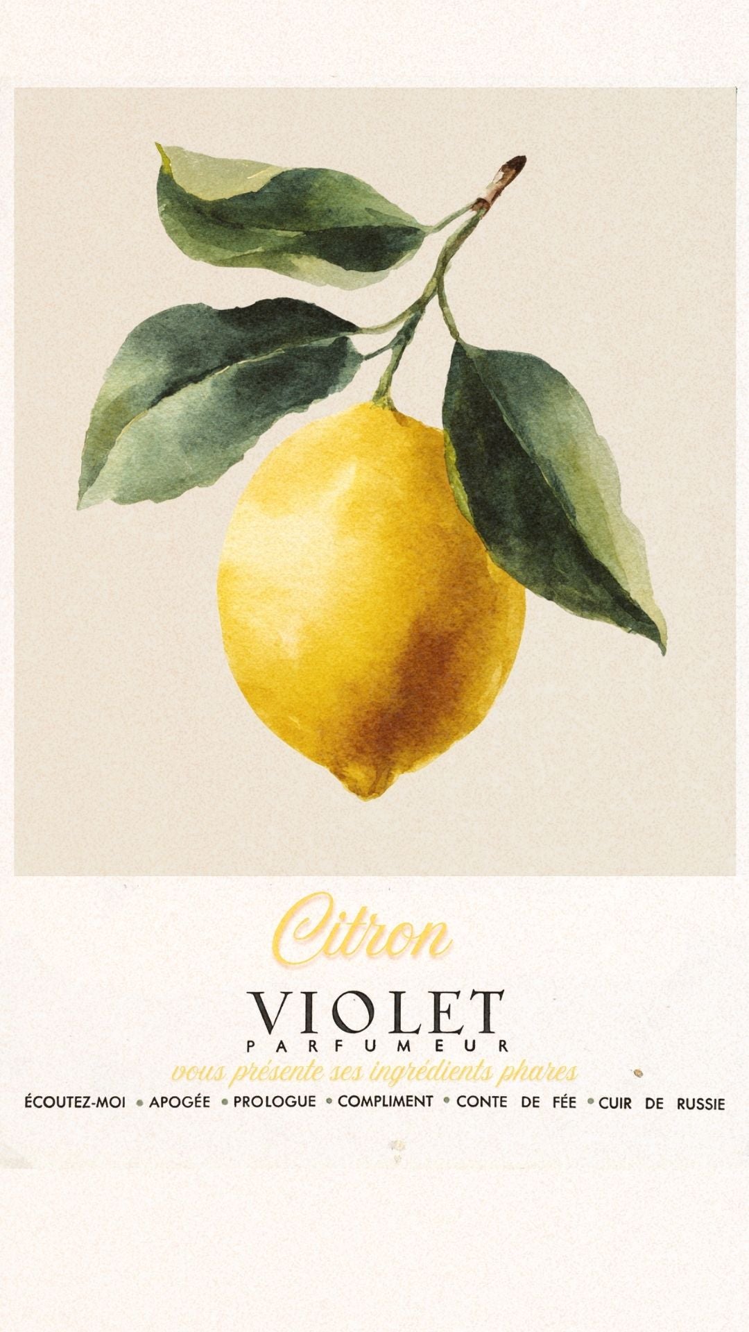 Citron Maison VIOLET