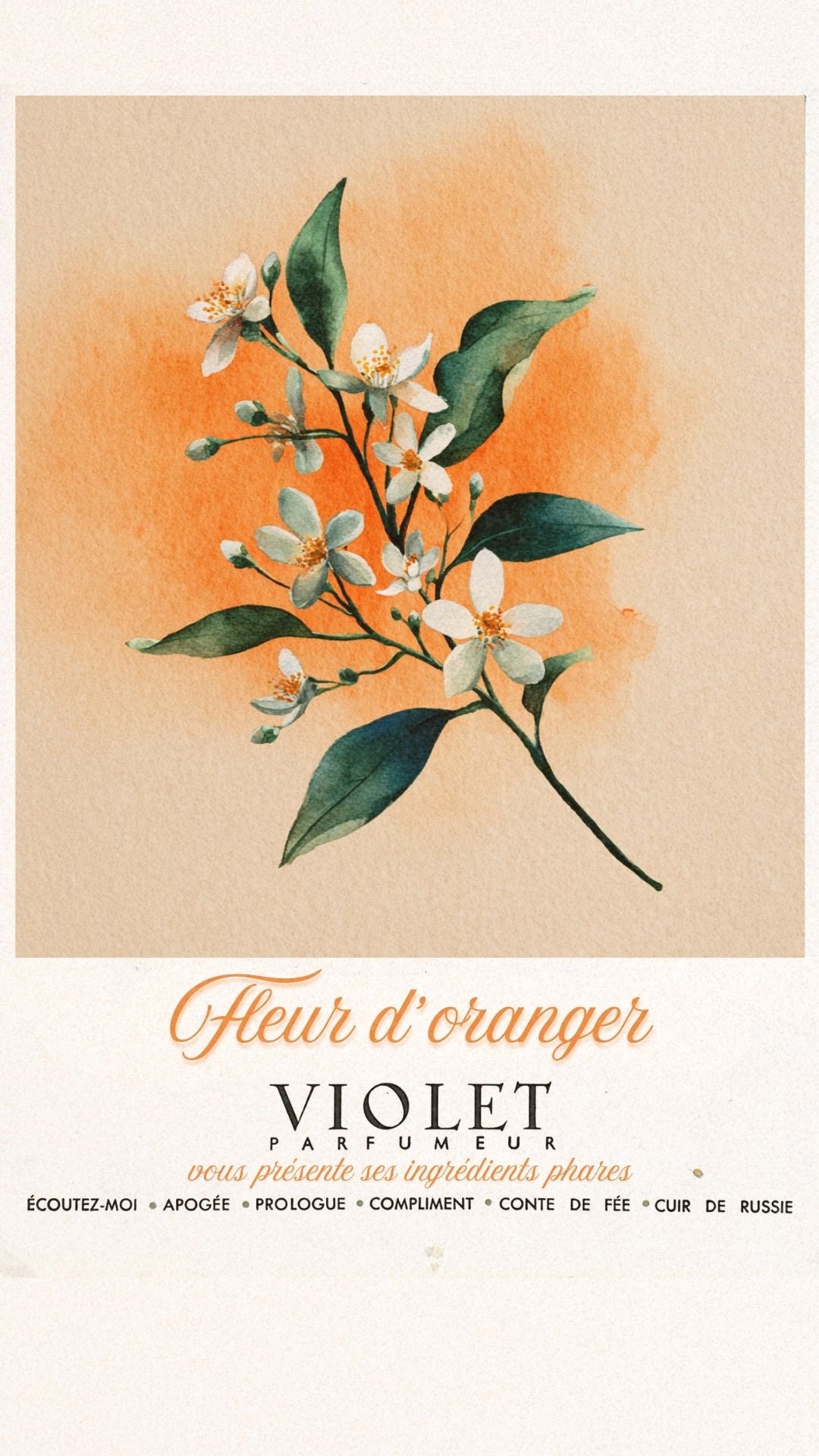 Fleur d'oranger Maison VIOLET
