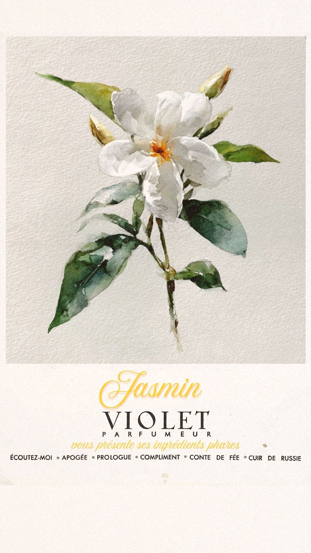 Jasmin Maison VIOLET