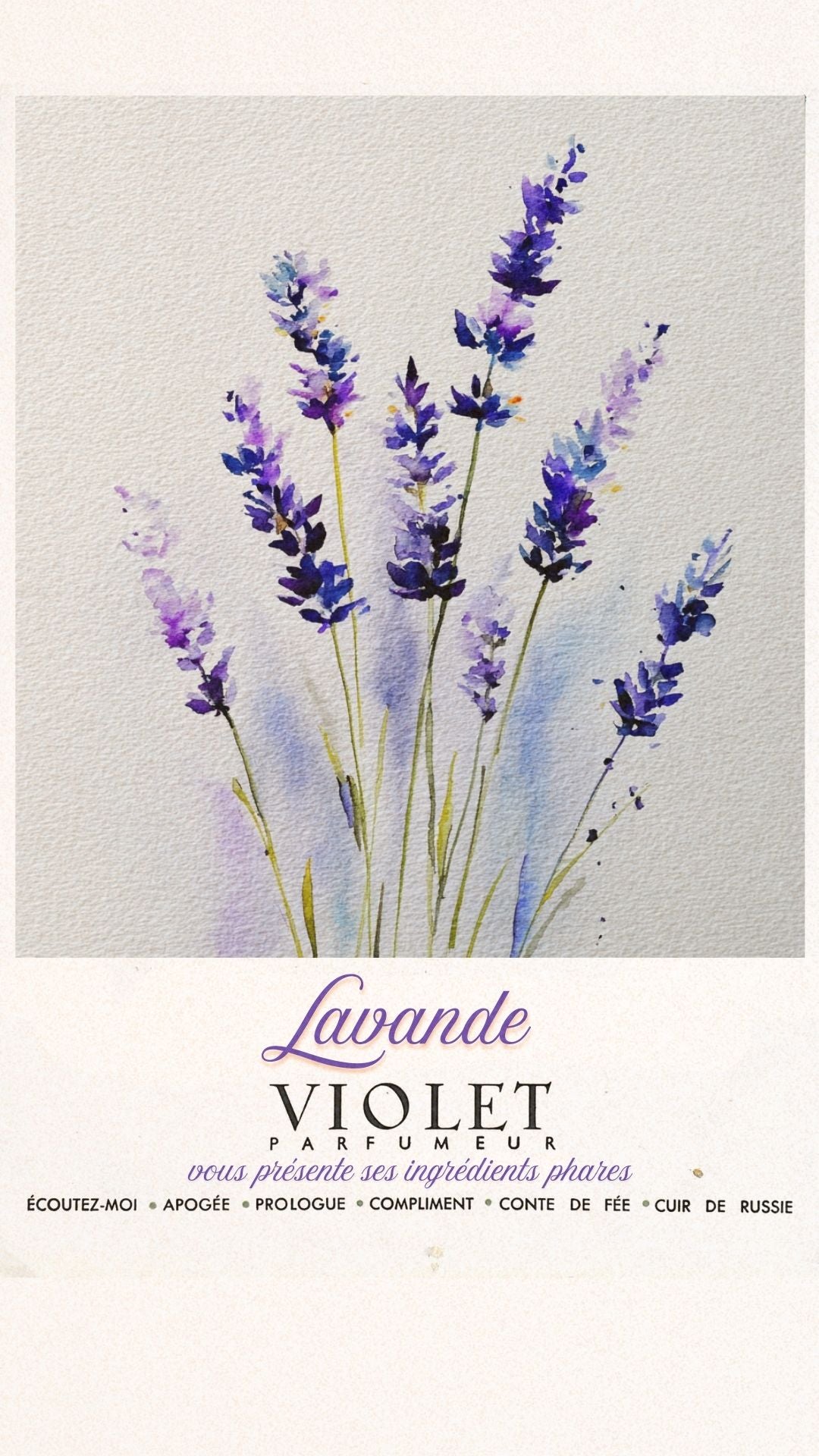 Lavande Maison VIOLET