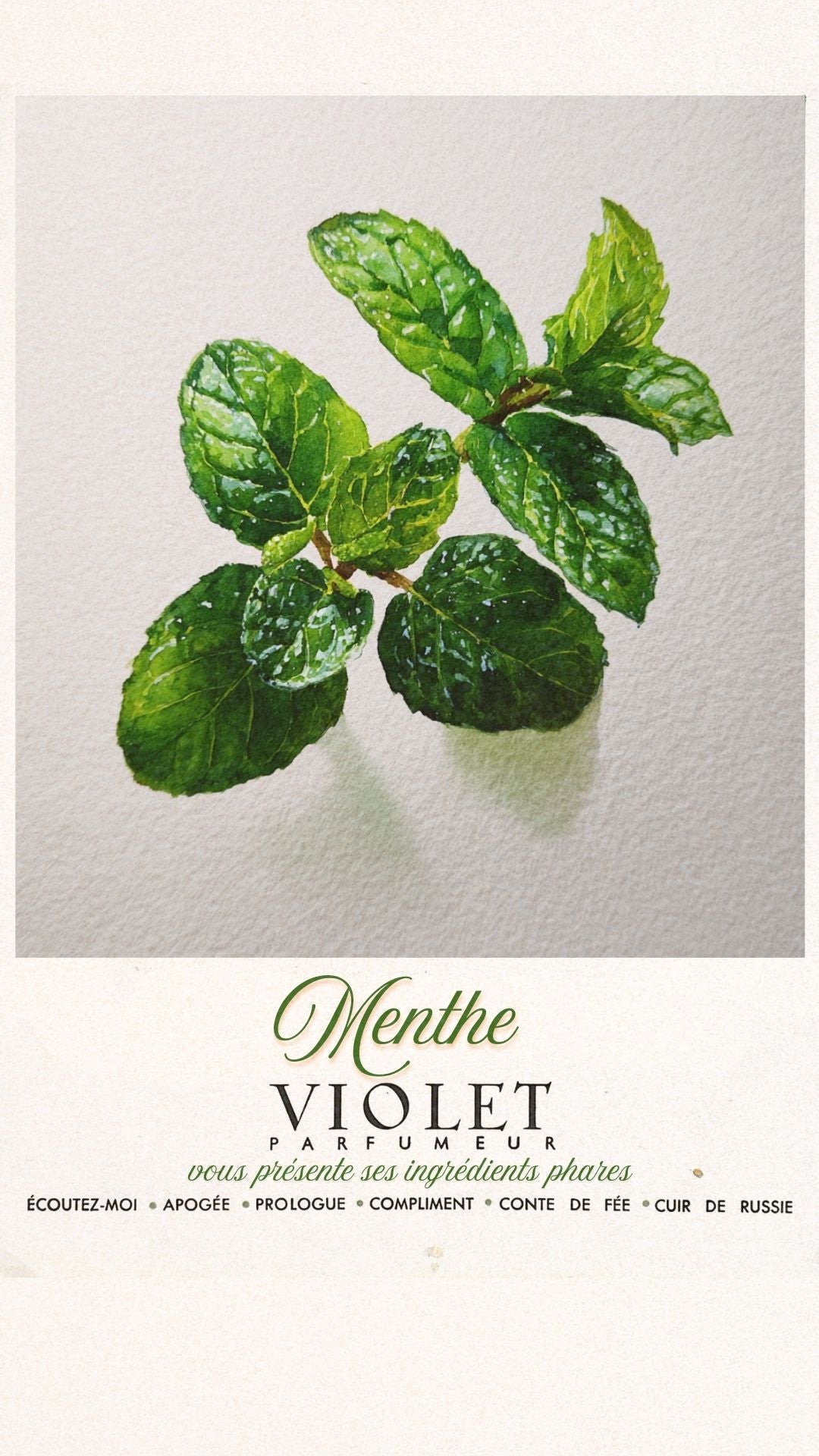 Menthe Maison VIOLET