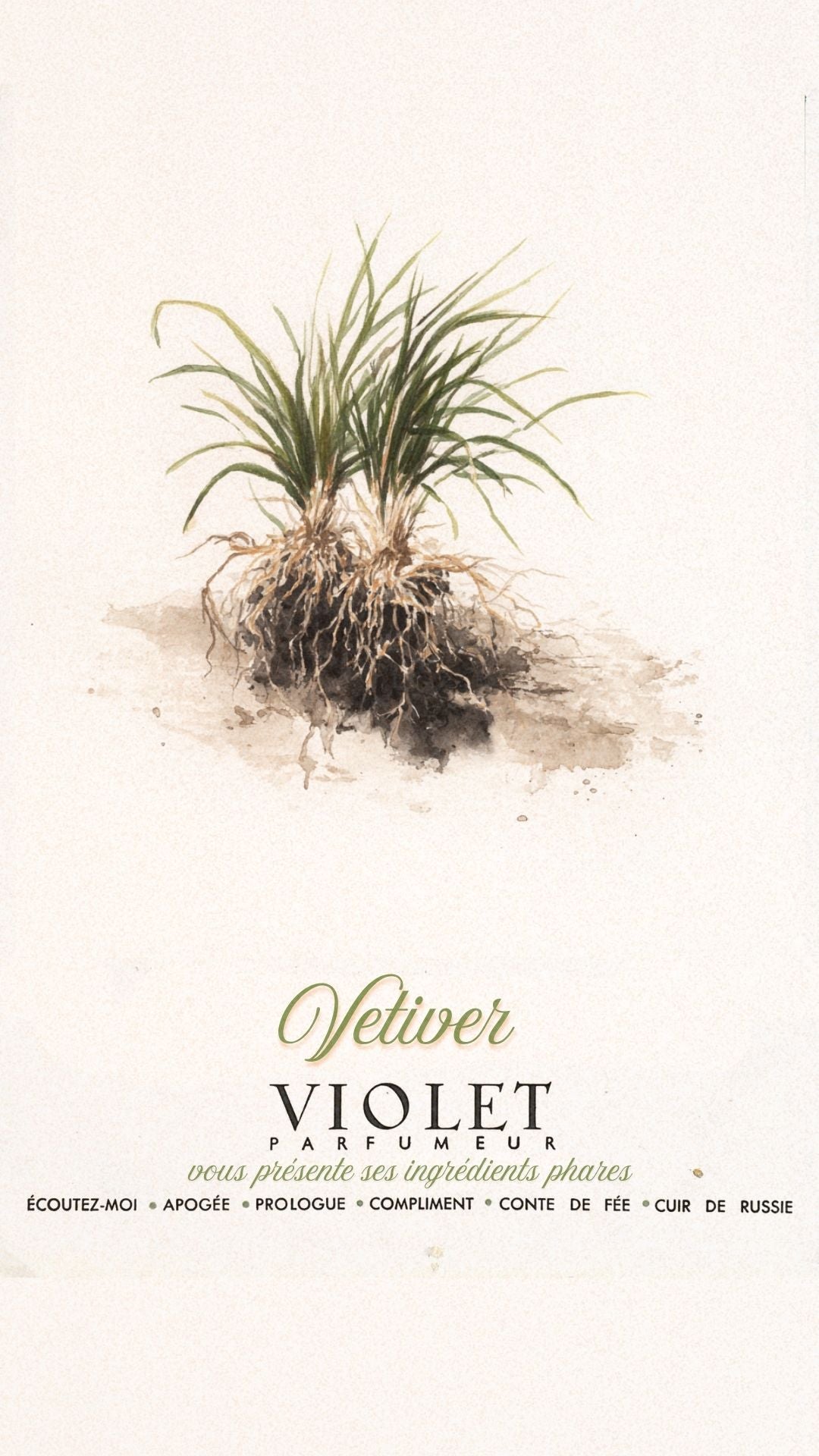 Vetiver Maison VIOLET