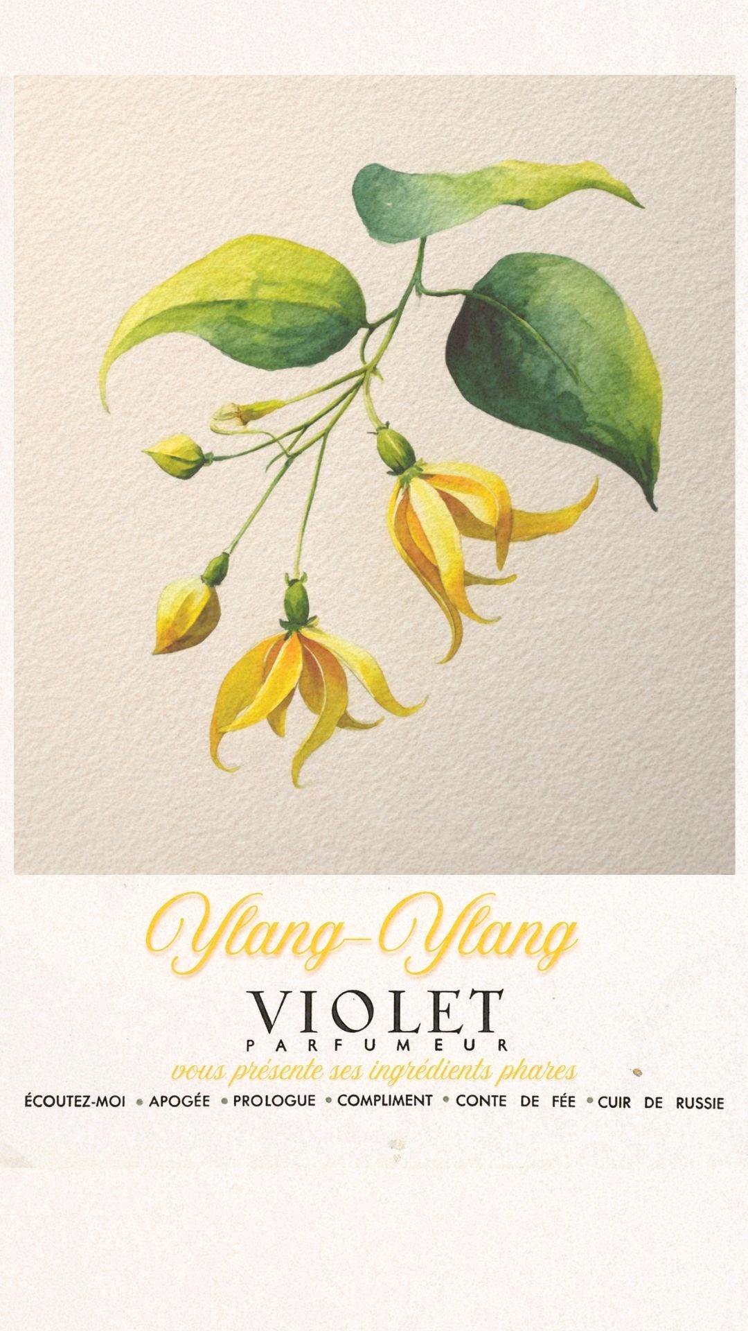 Ylang Ylang Maison VIOLET