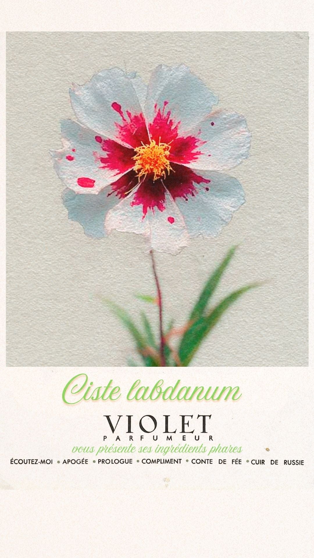 Ciste Labdanum Maison VIOLET
