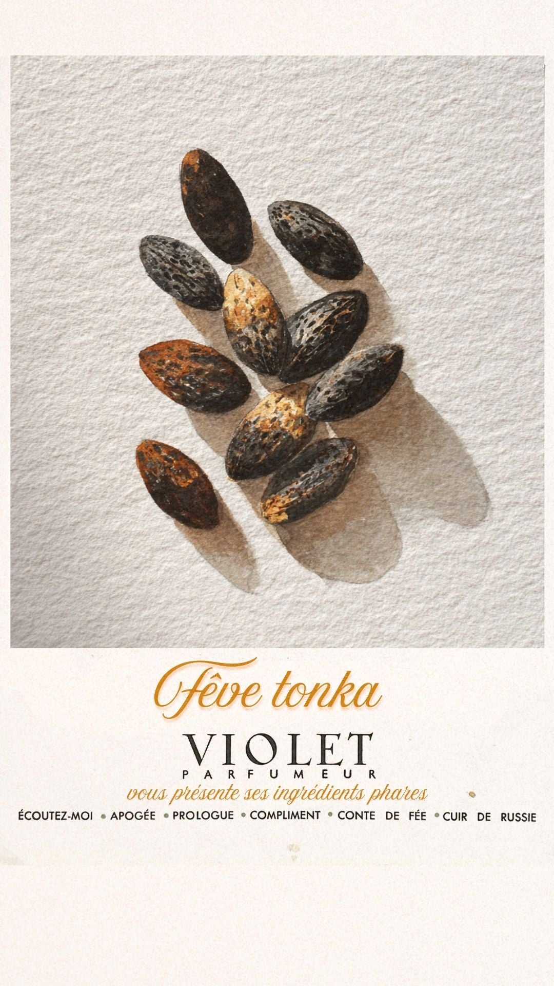 Fève Tonka Maison VIOLET