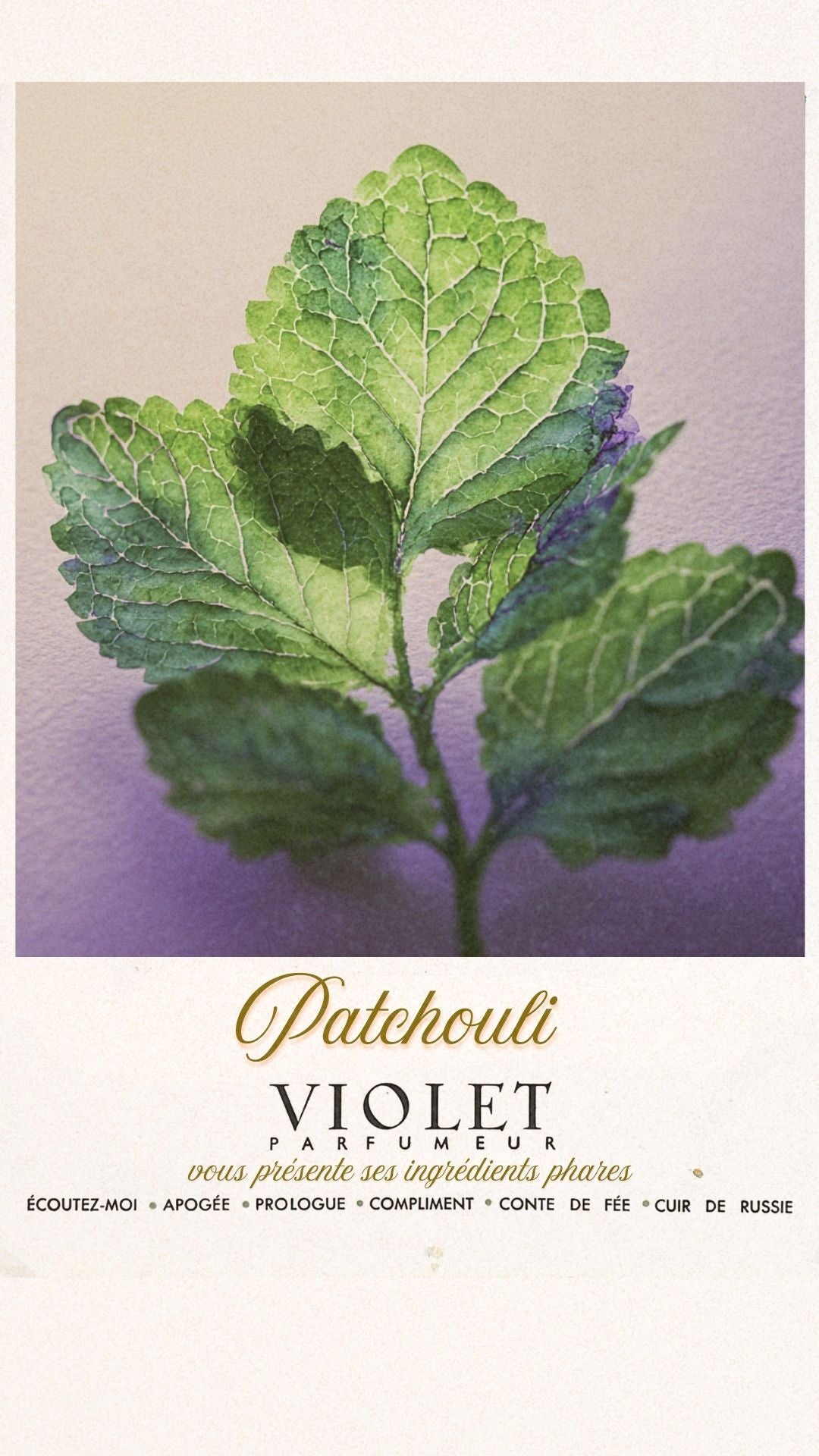 Patchouli Maison VIOLET