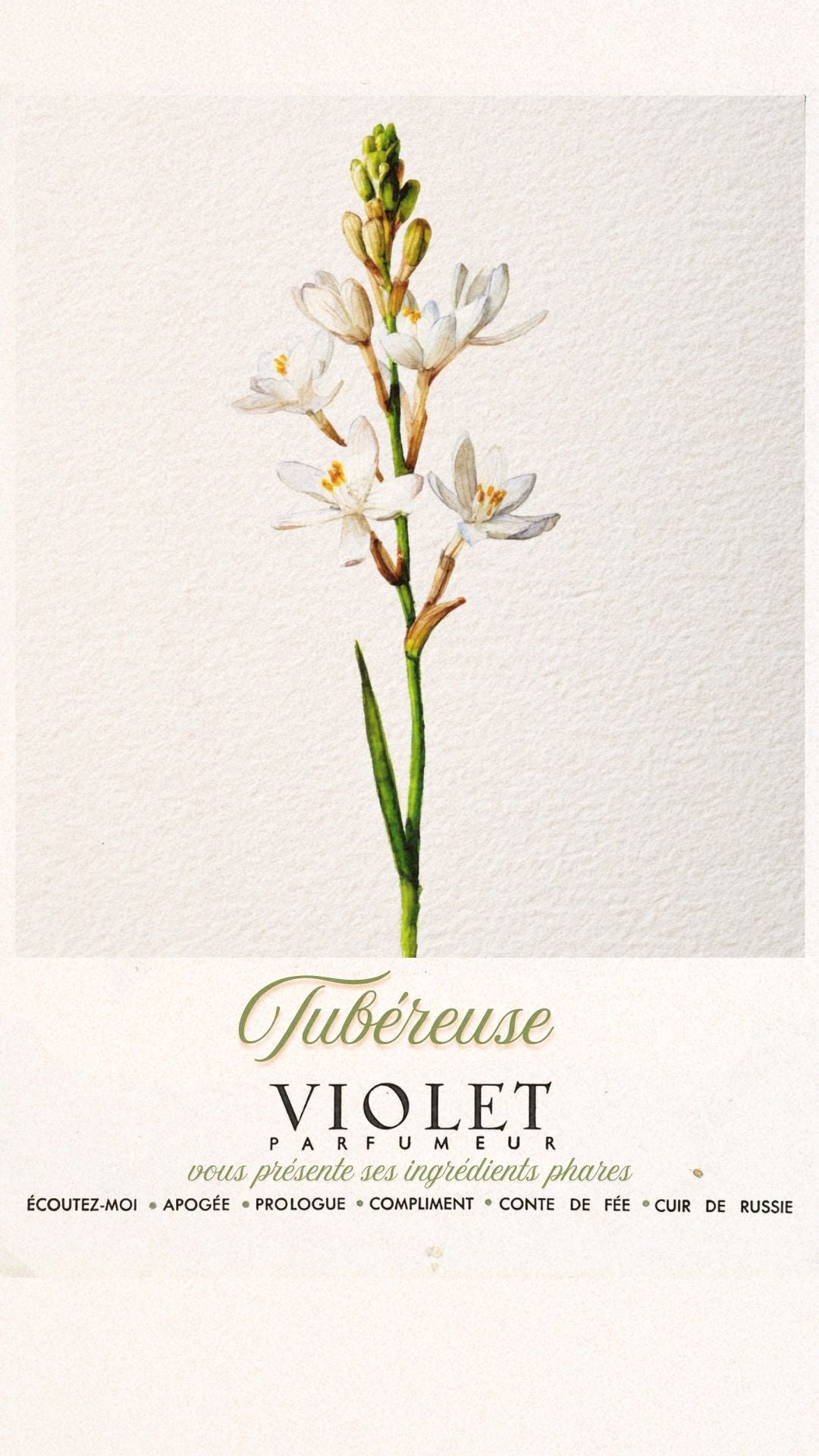 Tubéreuse Maison VIOLET